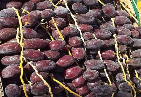 خرما مضافتی خوشه ای در اندازه های مختلف